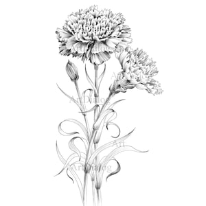 Croquis d'oeillets, impression botanique, fleur de naissance de janvier, JPEG, Hygge, a1, grand dessin au trait, noir blanc, décoration murale scandinave,