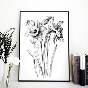 Narcissus Sketch, daffodil, line drawing, December birth flower, large print, coloring page, Botanical Prints, a1 floral, Hygge, black white image 4