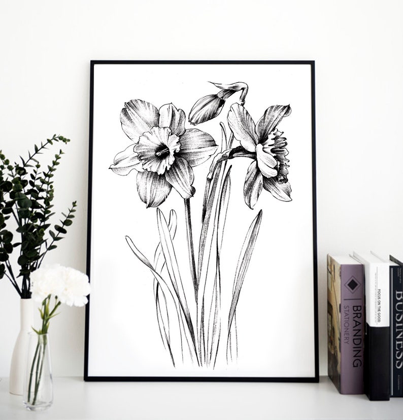 Narcissus Sketch, daffodil, line drawing, December birth flower, large print, coloring page, Botanical Prints, a1 floral, Hygge, black white image 4