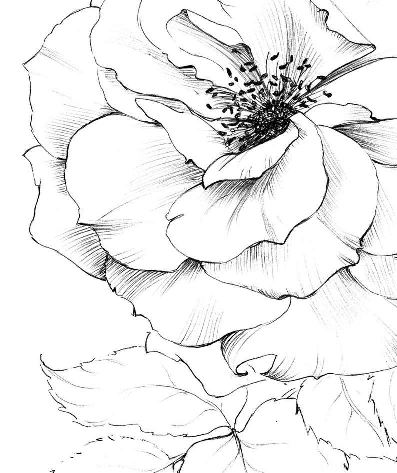 Rose Art Sketch New York Flower June Birth Flower Clipart Etsy