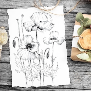 Croquis de pavot, coloriage, fleur sauvage, clipart, impression botanique, grand, dessin au trait a1, scrapbooking, poster, papercraft, noir blanc