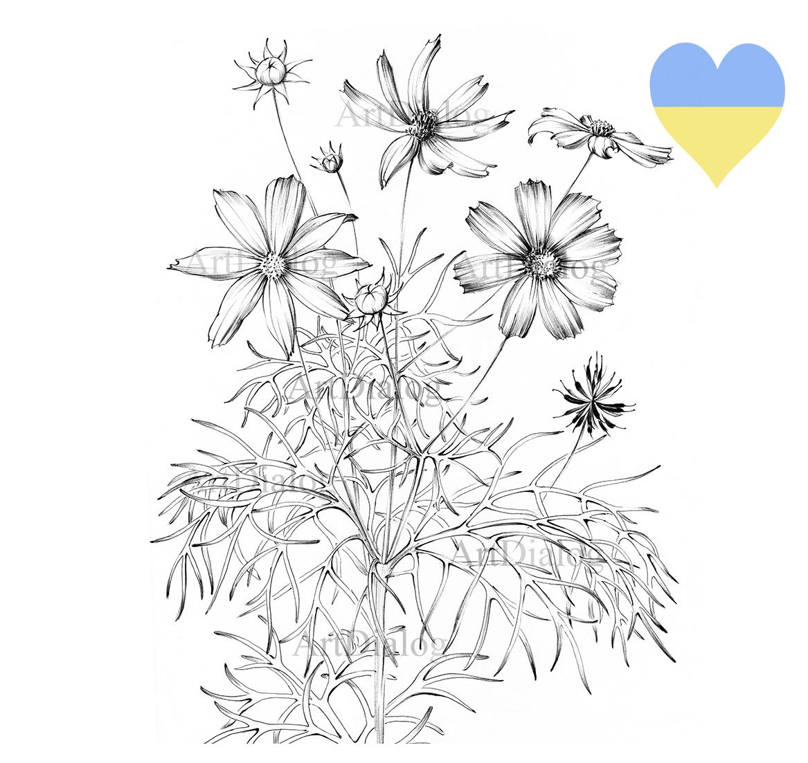 花の鉛筆画A4サイズ コスモスの花、スケッチ、10 月の誕生花、大判プリント、A 1