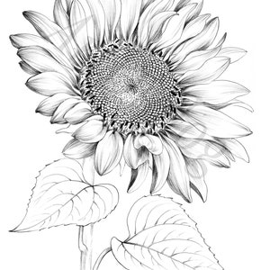 Sunflower Sketch Botanical Print Digital File JPEG Hygge - Etsy