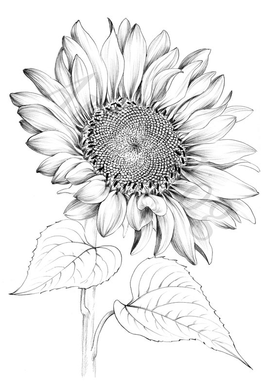 Sunflower Drawing Easy Step by Step For KidsBeginners
