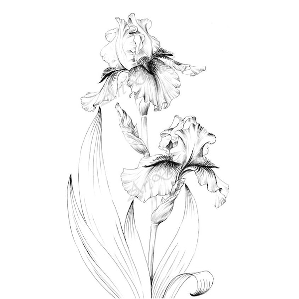 Iris flower sketch, printable coloring page, living room art, large print, clipart, line drawing, Botanical Prints, a1 floral, black white