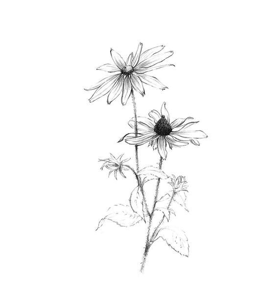 Blackeyed Susan Sketch Maryland flower art downloads line