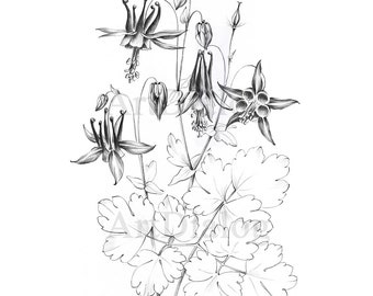 Red columbine. wildflower Sketch, line drawing, Oregon plant, large Art. a1 Botanical Print, black white , printable art. coloring page