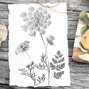 Encaje de la Reina Ana, Boceto botánico, imágenes prediseñadas, Hygge, Art Print, dibujo lineal, ilustraciones, póster floral, blanco negro, decoración de pared, impresiones de salón