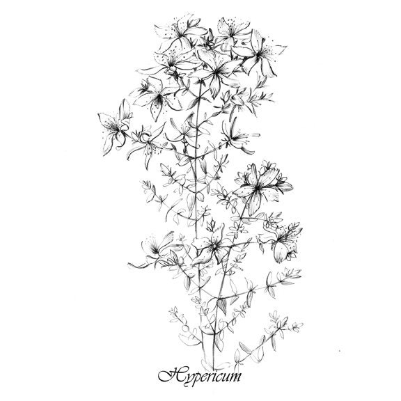 Set of 8, 8x8 Print, Wildflowers, Square, Botany, Floral Art