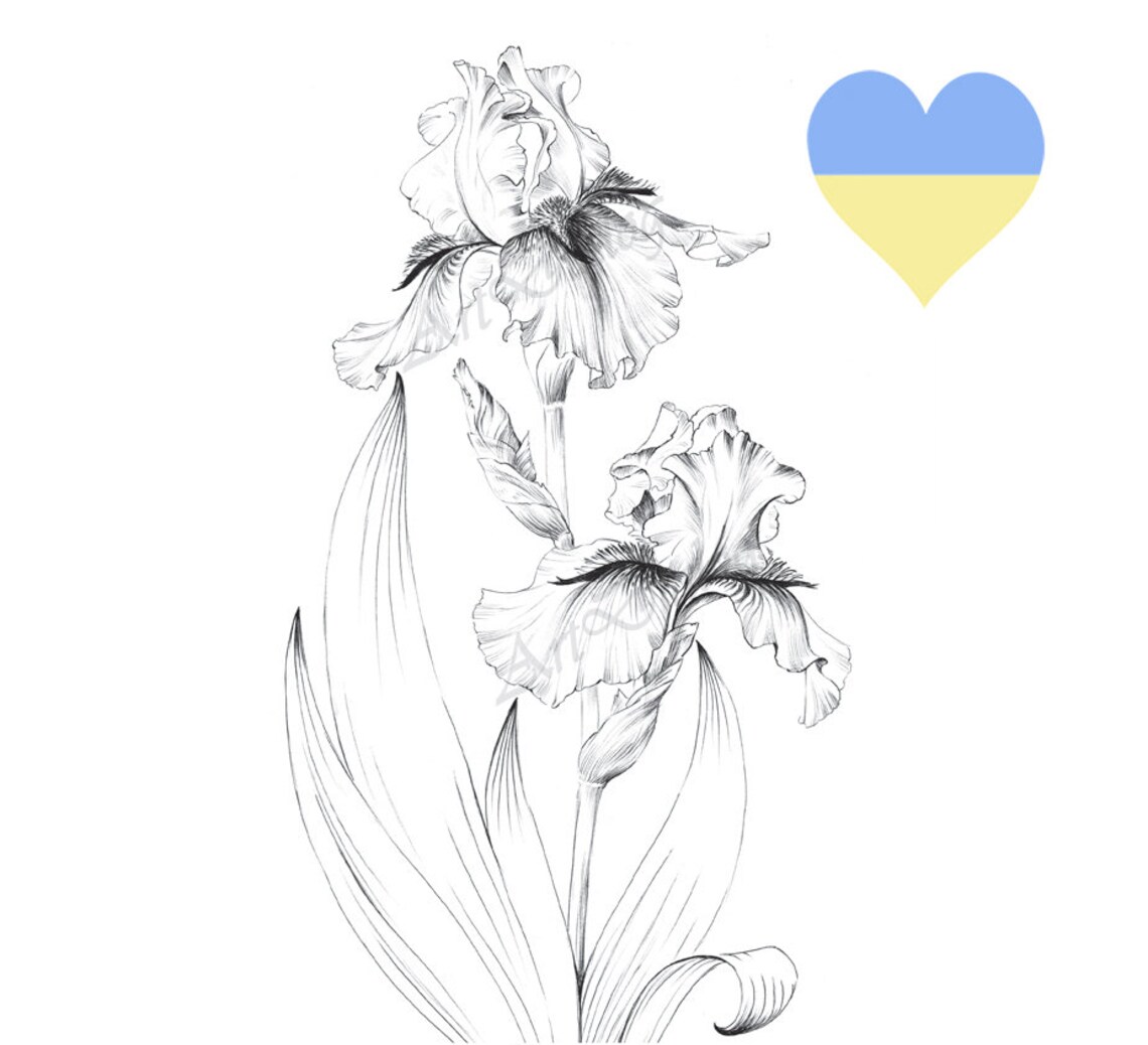 Iris Flower Sketch Printable Coloring Page Living Room Art | Etsy