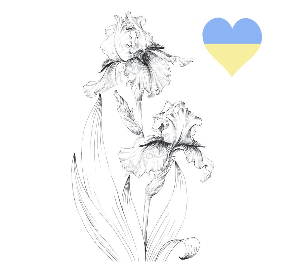 Iris Flower Sketch Printable Coloring Page Living Room Art | Etsy
