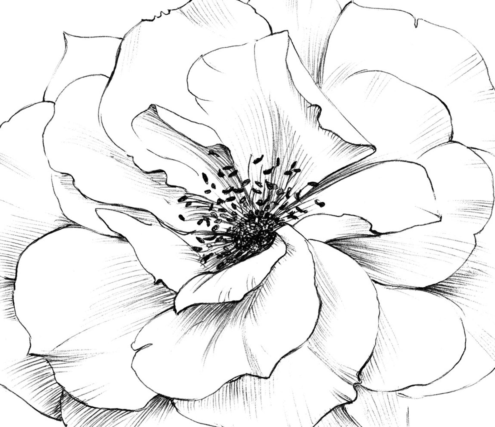 Set of 4 Roses Prints June Birth Flower Coloring Page - Etsy