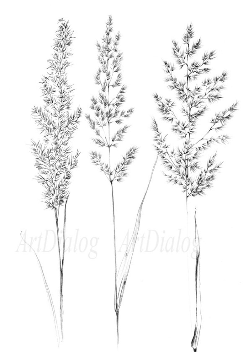 Set 4, spikelet sketch, Botanical Art Print, Hygge, digital stamp, clipart, one line drawing, grass artwork, wild herb, black white, plant image 3