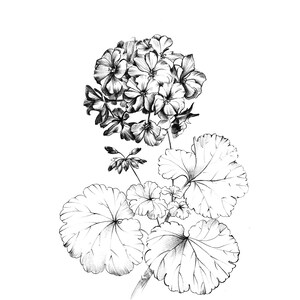Impressão de gerânio, esboço de pelargonium, impressão de arte botânica, clipart desenhado à mão, pôster floral, desenho de linha, preto branco, decoração para casa imprimível