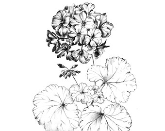 Geranium print, Pelargonium Sketch, Botanical Art Print, Hand drawn clipart, floral poster, line drawing, black white, printable home decor