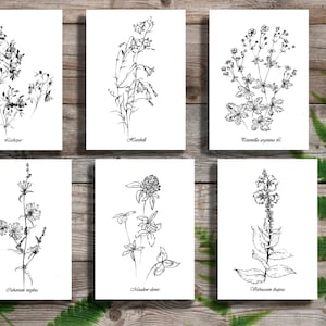 Set 6, wildflower, medical plants, botany kitchen art, Botanical Art, line drawing, clipart, printable home decor, black white, wall poster