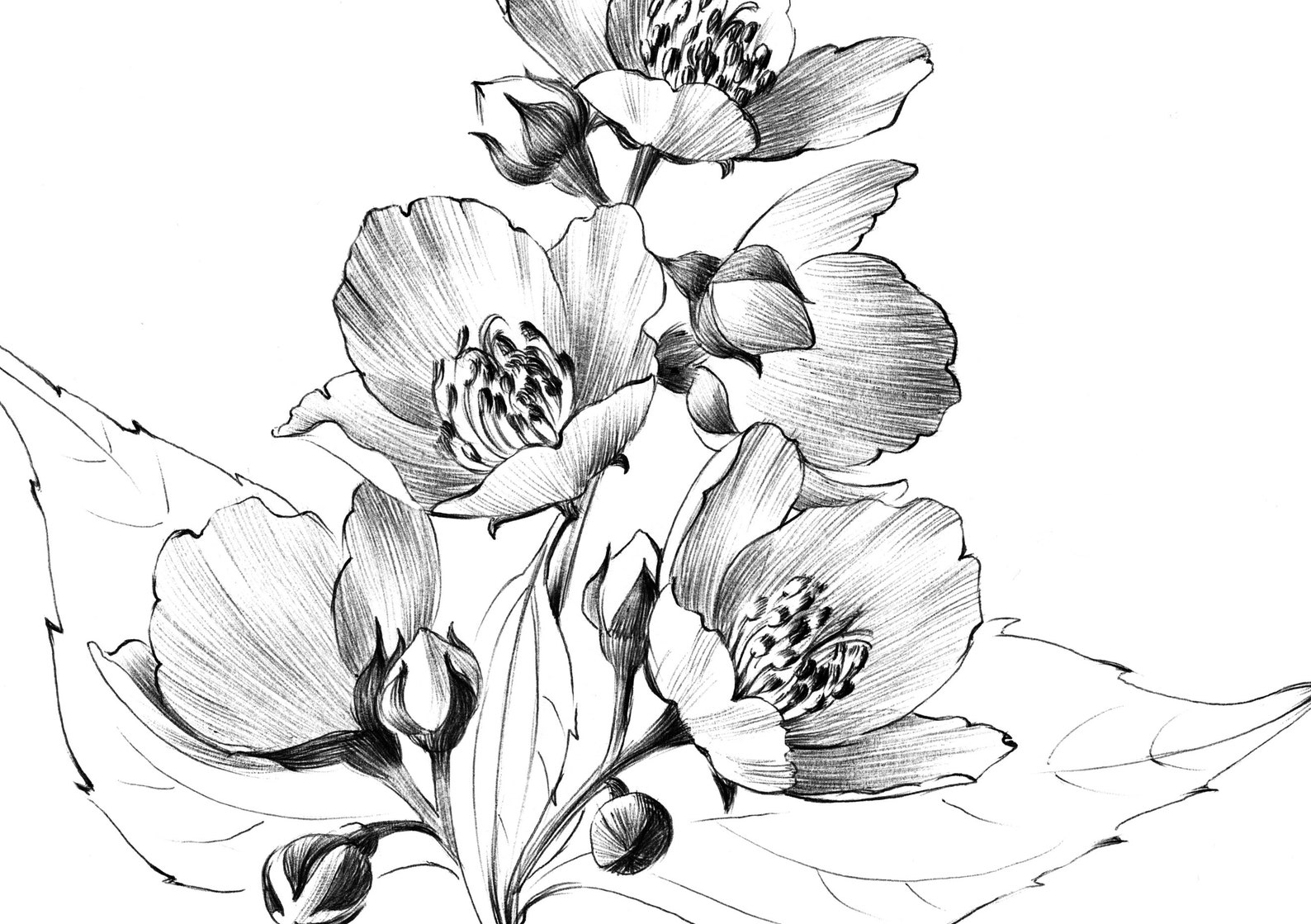 Jasmine Flower Sketch Botanical Print Digital File JPEG Etsy