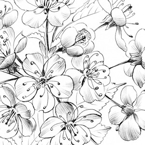 Cherry bloom, Sketch, botanical print, digital file, JPEG, Hygge Art print, a1, large line drawing, black white, Scandinavian wall decor,