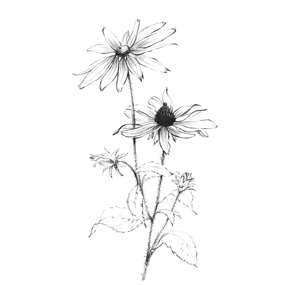 Set of 8 8x8 print garden flowers black and white flower | Etsy
