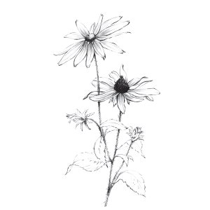 Set of 8, 8x8 Print, Garden Flowers, Black and White, Flower, Peony ...