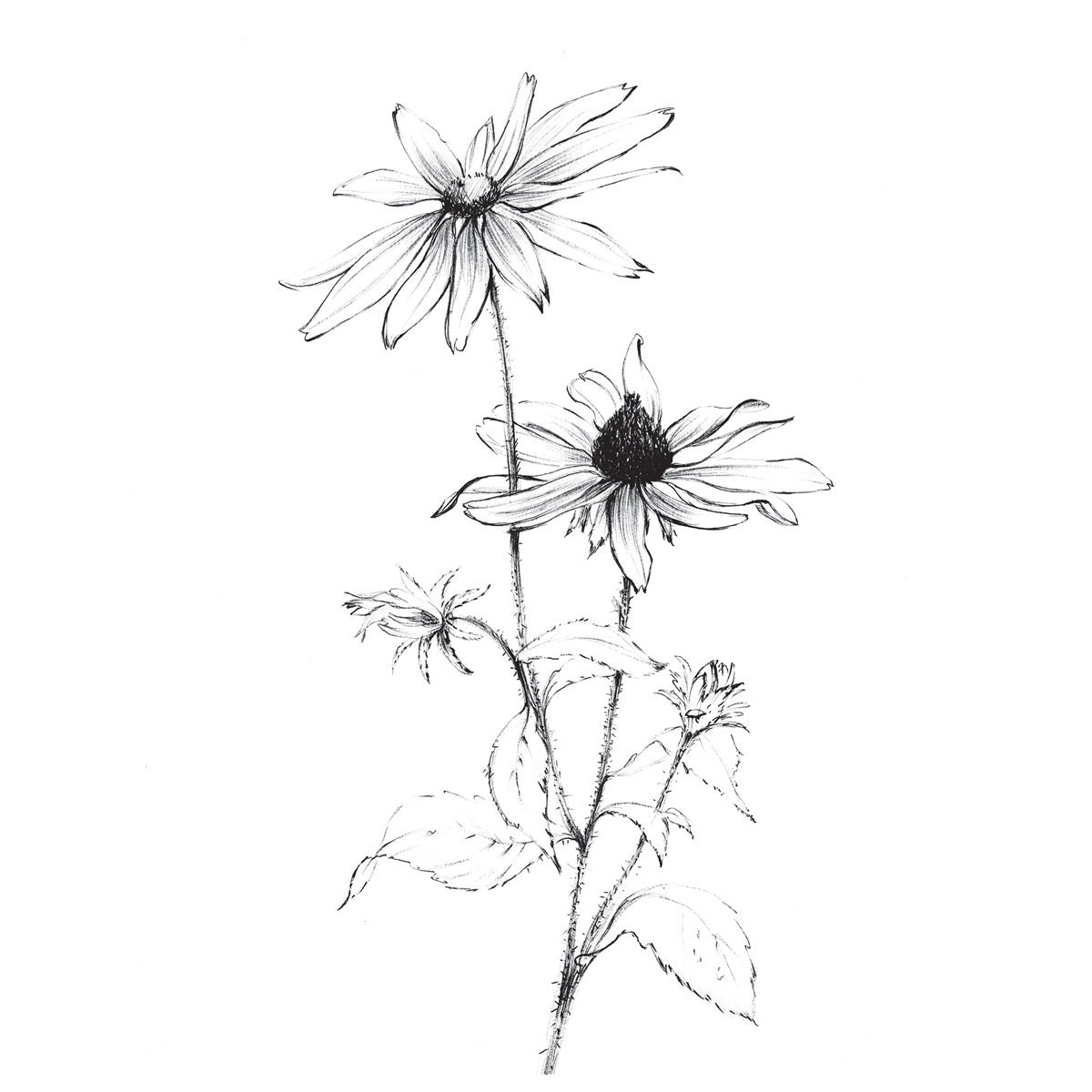 Set of 8, 8x8 Print, Garden Flowers, Black and White, Flower