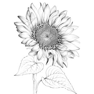Sunflower Sketch, botanical print, digital file, JPEG, Hygge, Ukraine Art, a1, large line drawing, black white, Scandinavian wall decor,