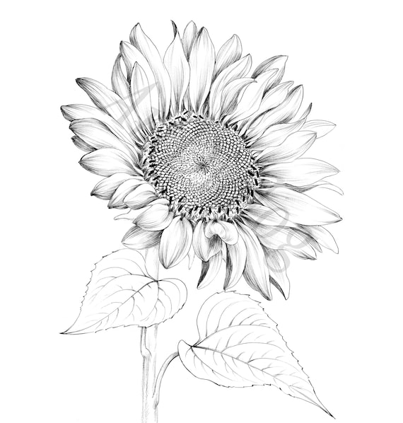 Sunflower Sketch Images – Browse 17,278 Stock Photos, Vectors, and Video |  Adobe Stock