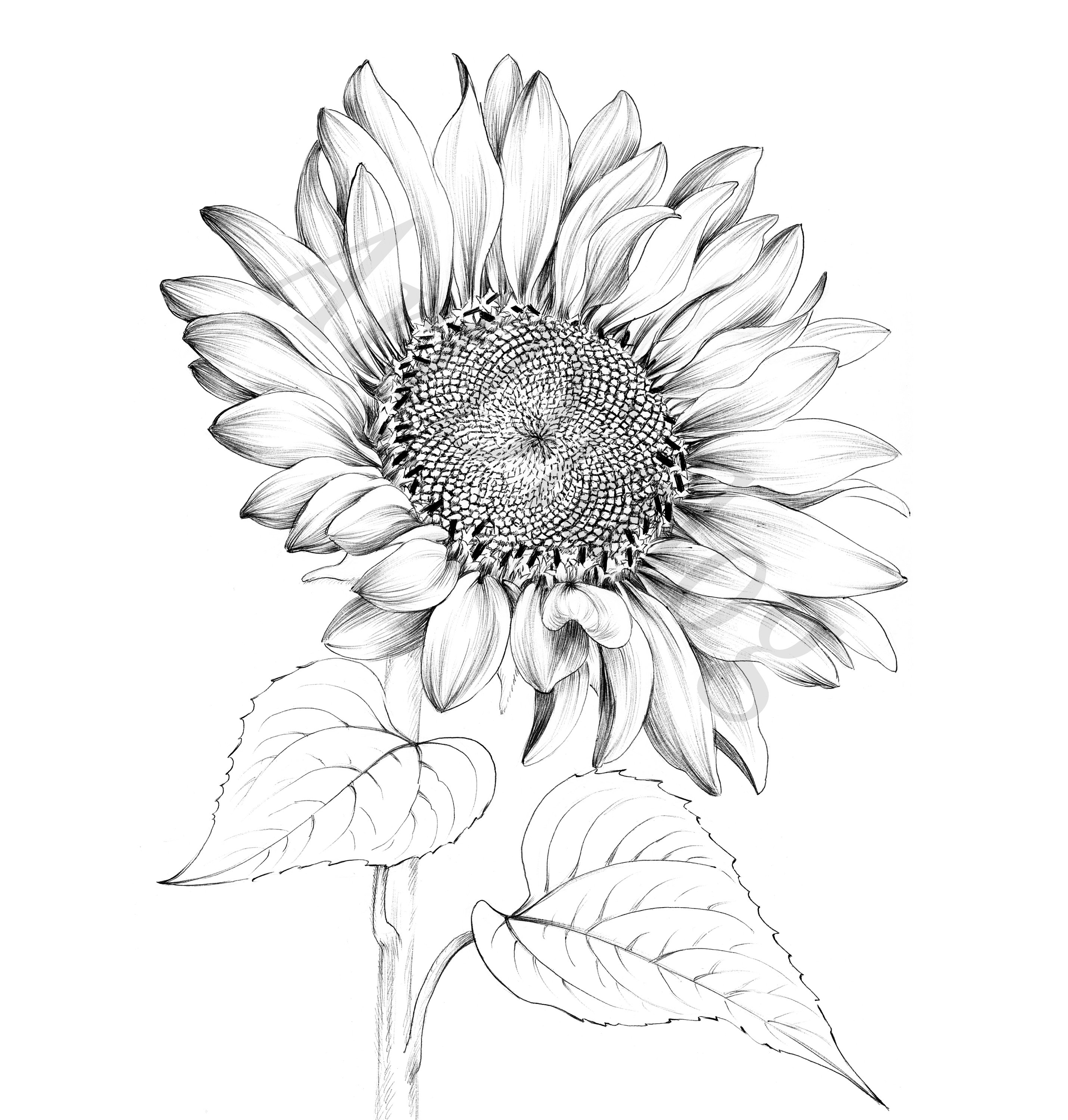 A sunflower drawing with leaves on its stem and a large sunflower in the  top center a digital illustration Stock Illustration  Adobe Stock