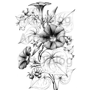 Winde, Blumenzeichnung, Ipomoea botanischer Druck, September Geburtsblume, digitale Datei, JPEG, a1, schwarz weiß, skandinavisches Wanddekor