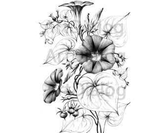 Morning glory, flower drawing, Ipomoea botanical print, September birth flower, digital file, JPEG, a1, black white, Scandinavian wall decor