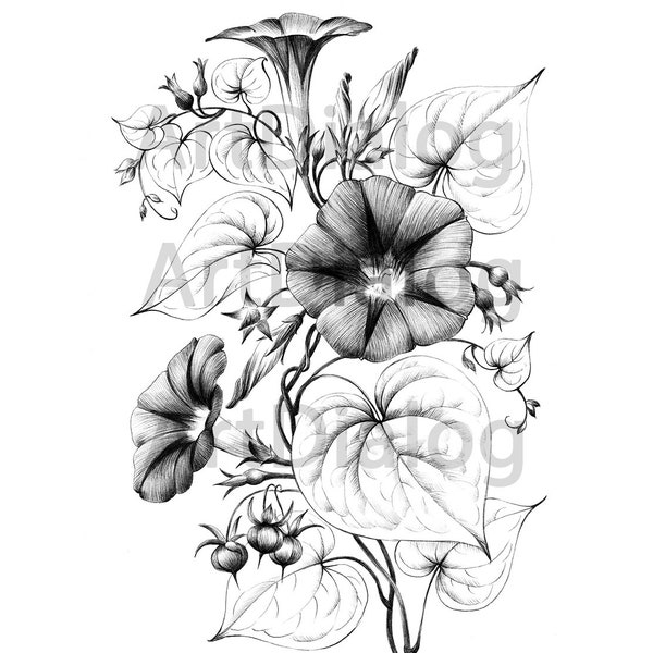 Morning glory, flower drawing, Ipomoea botanical print, September birth flower, digital file, JPEG, a1, black white, Scandinavian wall decor