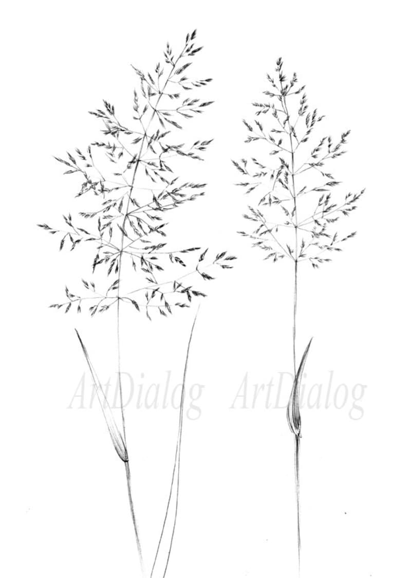 Set 4, spikelet sketch, Botanical Art Print, Hygge, digital stamp, clipart, one line drawing, grass artwork, wild herb, black white, plant image 6