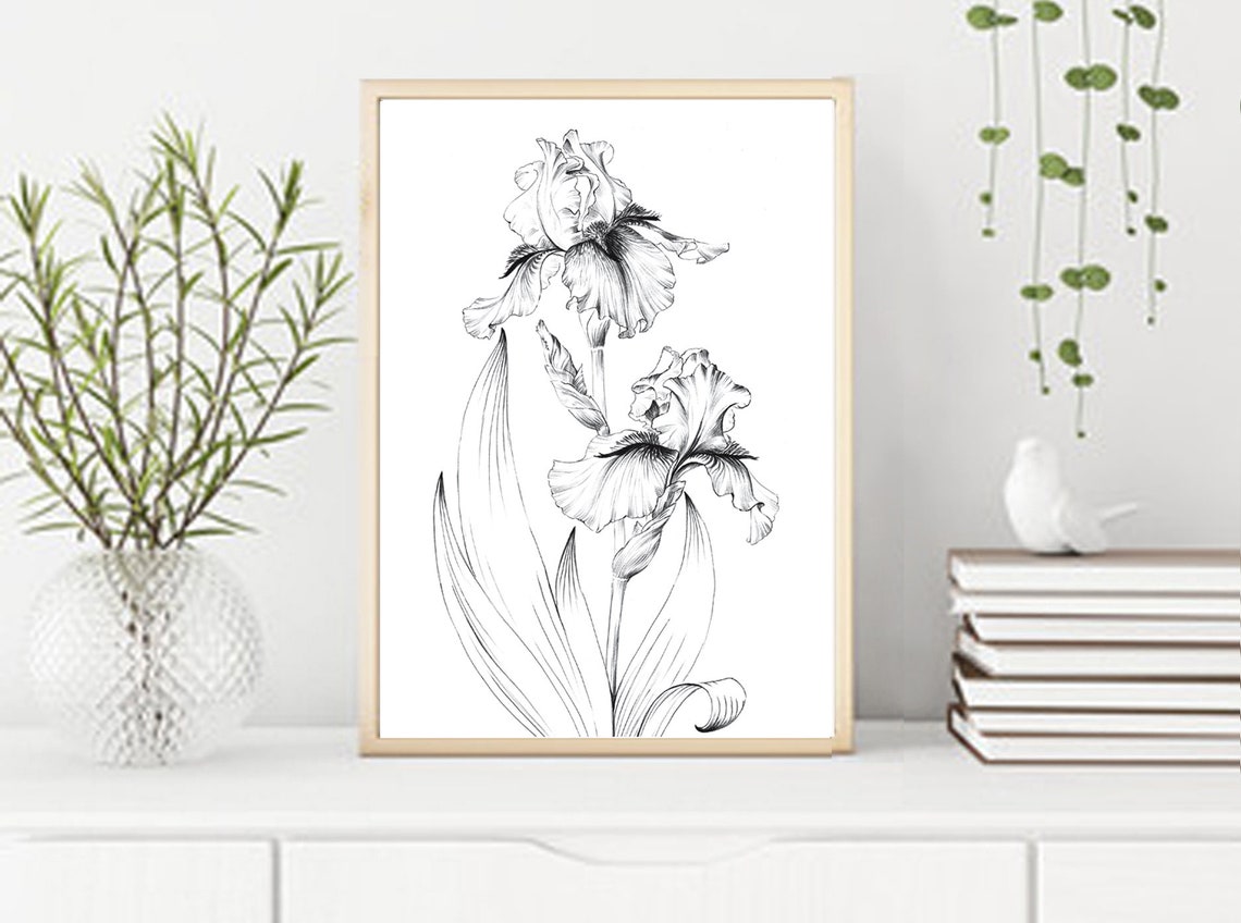 Iris Flower Sketch Printable Coloring Page Living Room Art | Etsy
