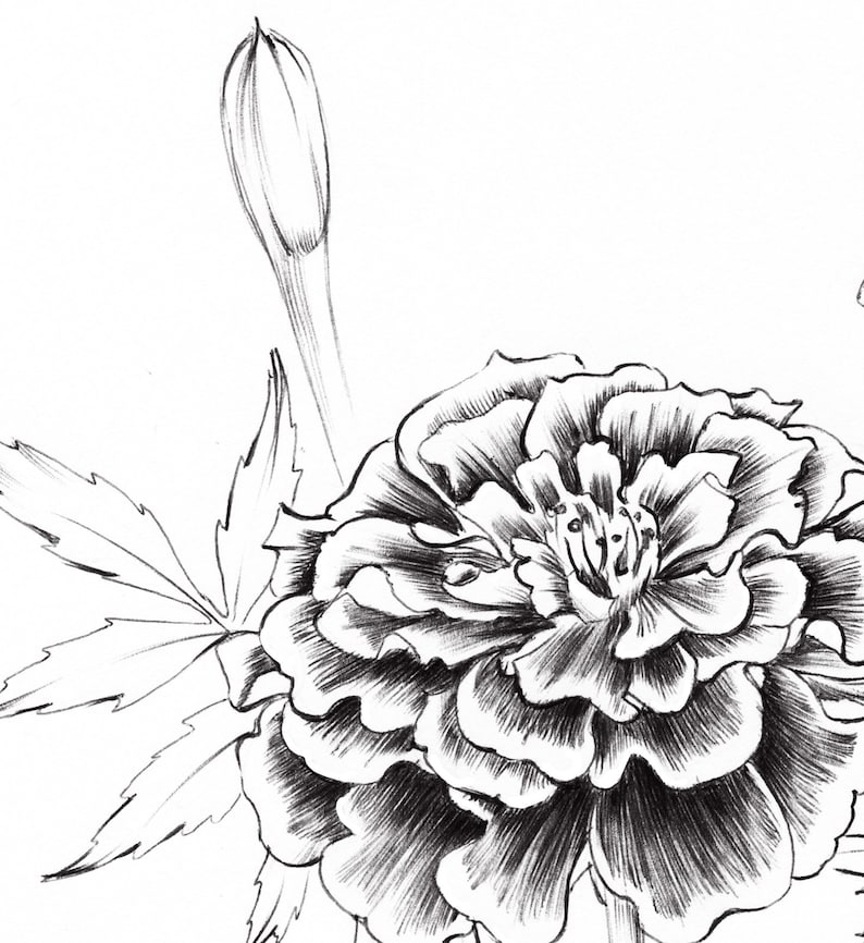 Marigold Art Sketch Tagetes October birth flower line Etsy