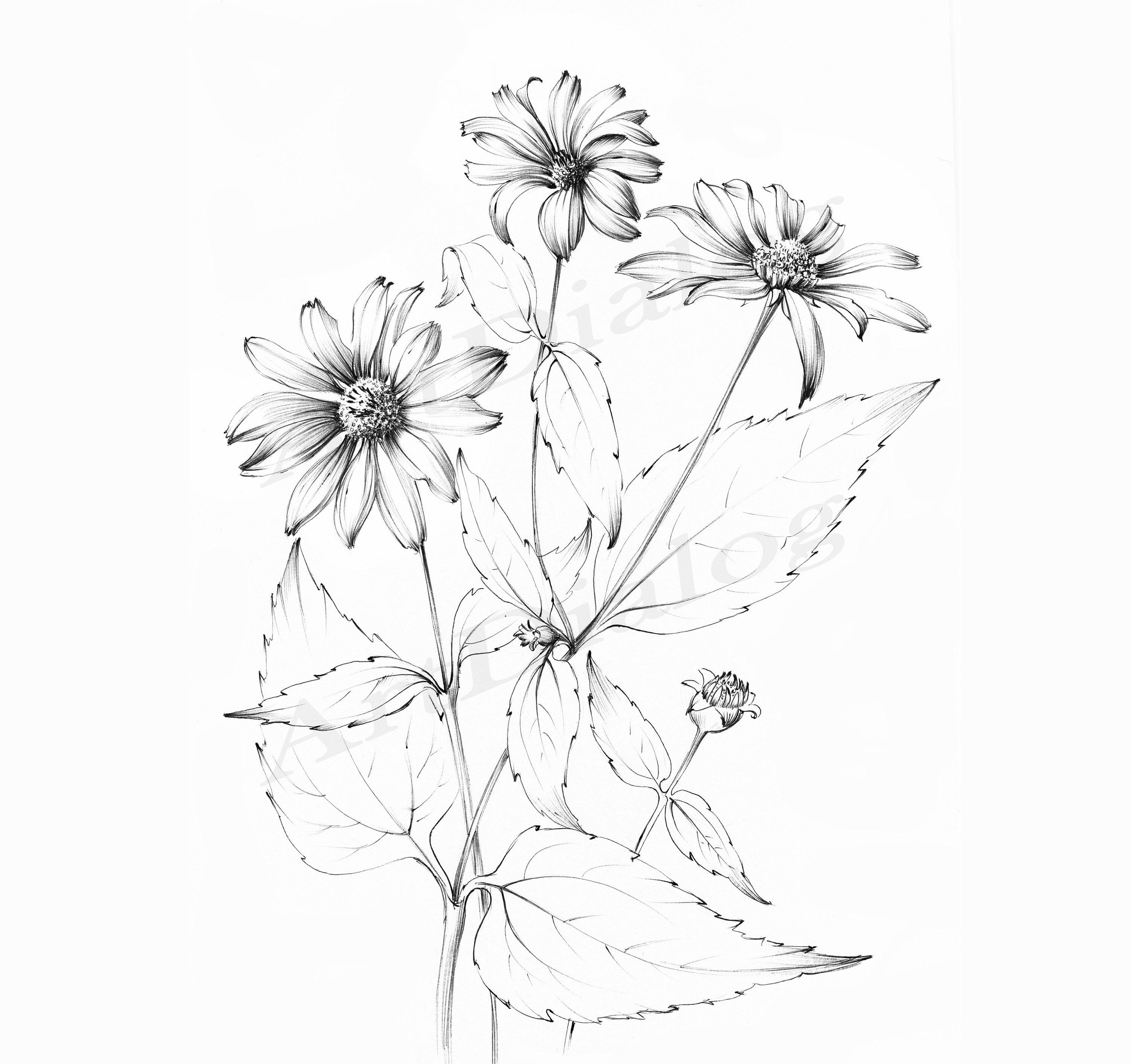 Daisy Black And White Coloring