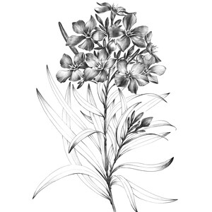 Szkic oleandra, wydruk botaniczny, plik cyfrowy, JPEG, wydruk Hygge, a1, rysunek linii kwiatu, duży, czarno-biały, skandynawski wystrój ścienny