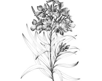 Oleander Sketch, botanical print, digital file, JPEG, Hygge print, a1, flower line drawing, large, black white, Scandinavian wall decor