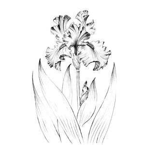 Iris flower sketch, living room art, large print, clip art, line drawing, Botanical Prints, spring plant, a1, printable art, black white