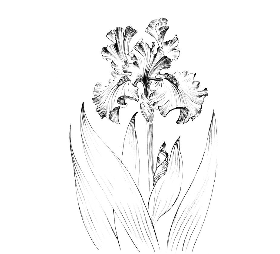 Эскизы тату ирисы