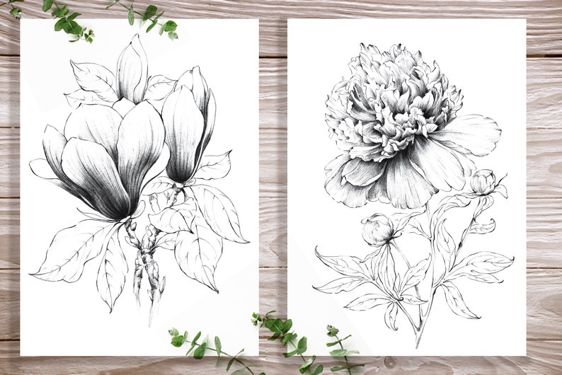 Set 2, peony, magnolia, wall decor, coloring page, Botanical Art Set 2, peony, magnolia, wall decor, coloring page, Botanical Art