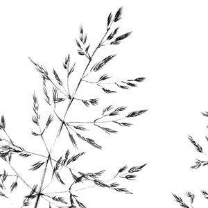 Set 4, spikelet sketch, Botanical Art Print, Hygge, digital stamp, clipart, one line drawing, grass artwork, wild herb, black white, plant image 7