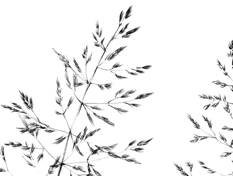 Set 4, spikelet sketch, Botanical Art Print, Hygge, digital stamp, clipart, one line drawing, grass artwork, wild herb, black white, plant image 7