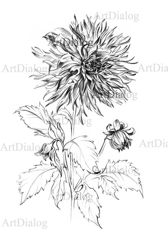 ダリアのスケッチ、植物学のプリント、庭の花のアートワーク、手描きの