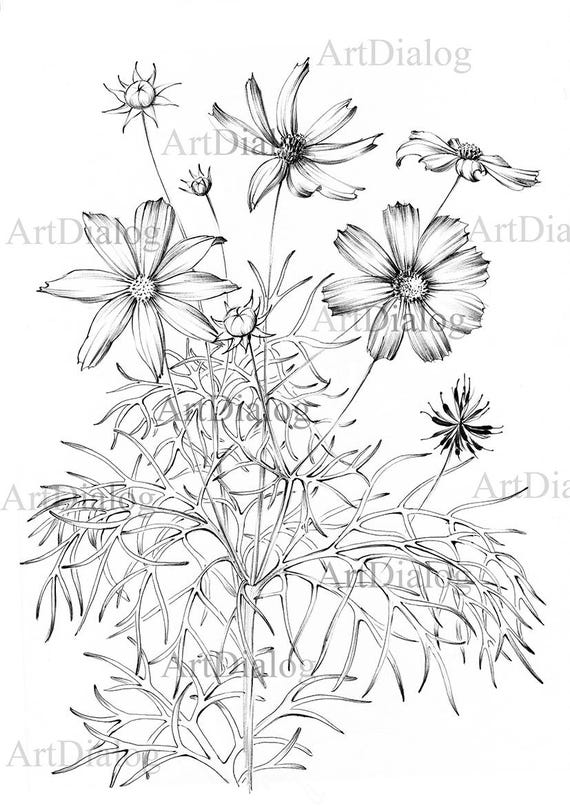 Flores entre dos mundos. (Drawing) 絵画 Flores entre dos mundos