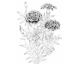 Marigold Art Sketch, Tagetes, October birth flower, line drawing, papercraft, large, Botanical Print, black white, printable coloring page