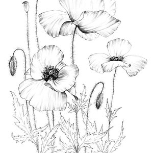 Poppy Sketch, coloring page, wild flower, clipart, Botanical Print, large, a1 line drawing, scrapbook, poster, papercraft, black white image 6