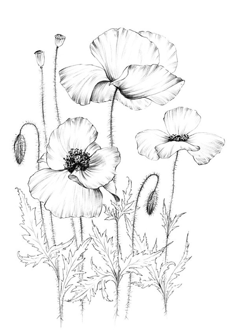 Poppy Sketch, coloring page, wild flower, clipart, Botanical Print, large, a1 line drawing, scrapbook, poster, papercraft, black white image 6