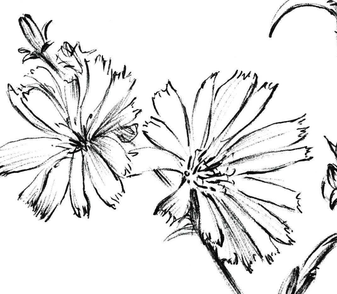 Chicory Sketch Blue Sailors Printable Coloring Page Wild - Etsy