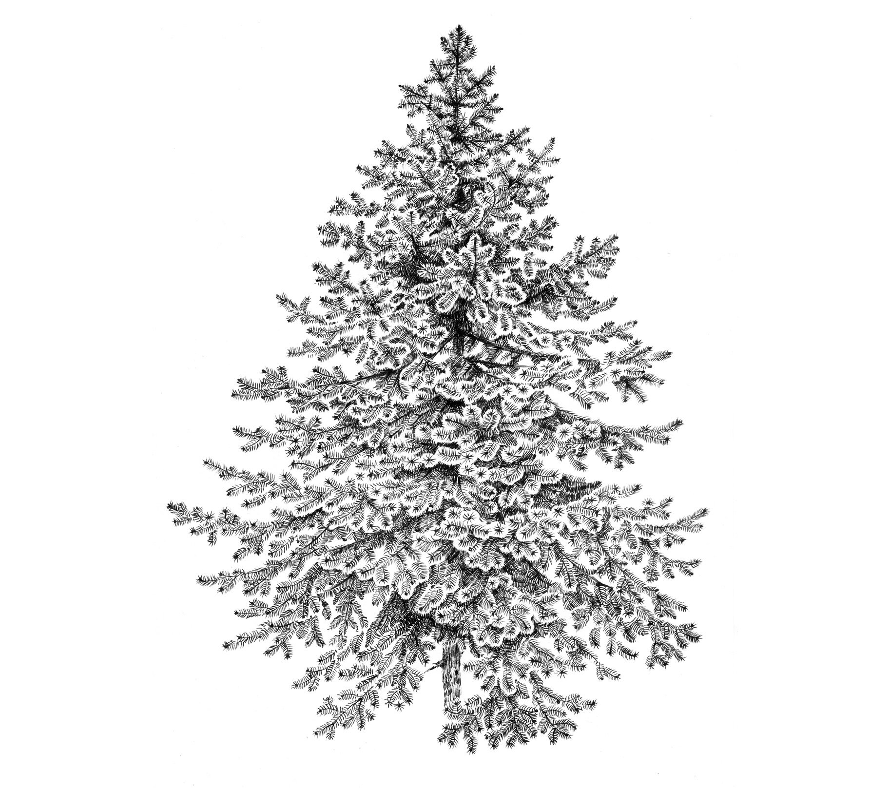 Evergreen treeSpruce Firtree Hygge Art Sketch a1 large Etsy