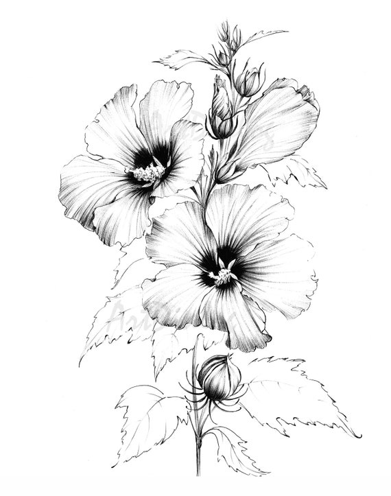 15 Puerto Rican Hibiscus Coloring Pages Free Printable Coloring Pages